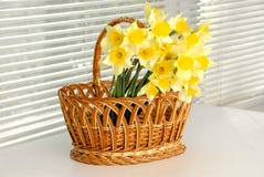 Cesta do narciso, easter, mulheres amarelas da flor do narciso da mola ou dia de mães imagens de stock Cesta do narciso, easter, mulheres amarelas da flor do narciso da mola ou dia de mães imagens de stock