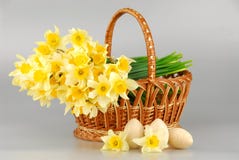 Cesta do narciso, ovos da páscoa na cesta, mulheres amarelas da flor do narciso da mola ou dia de mães fotografia de stock royalty free Cesta do narciso, ovos da páscoa na cesta, mulheres amarelas da flor do narciso da mola ou dia de mães fotografia de stock royalty free