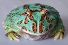 The samurai blue pacman frog isolated on white Royalty Free Stock Image The samurai blue pacman frog isolated on white Royalty Free Stock Image