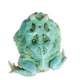 The samurai blue pacman frog isolated on white Royalty Free Stock Photos The samurai blue pacman frog isolated on white Royalty Free Stock Photos
