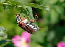 chafer De kever op groen blad van wildernis nam toe royalty-vrije stock foto's chafer De kever op groen blad van wildernis nam toe royalty-vrije stock foto's