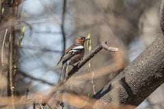 chaffinch stock fotografie chaffinch stock fotografie