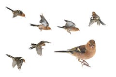 chaffinch royalty-vrije stock foto chaffinch royalty-vrije stock foto