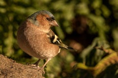 chaffinch stock foto chaffinch stock foto