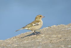 chaffinch royalty-vrije stock afbeeldingen chaffinch royalty-vrije stock afbeeldingen