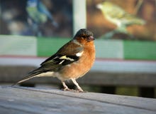 chaffinch royalty-vrije stock afbeelding chaffinch royalty-vrije stock afbeelding