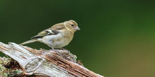 chaffinch stock fotografie chaffinch stock fotografie