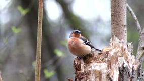 Chaffinch comune Chaffinch comune