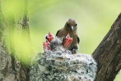 Chaffinch feeds its young mouthed Chicks in the nest Royalty Free Stock Photo Chaffinch feeds its young mouthed Chicks in the nest Royalty Free Stock Photo