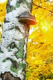 Chaga mushroom Inonotus obliquus on the trunk of a birch tree on a background of yellow autumn foliage.Autumn landscape royalty free stock images Chaga mushroom Inonotus obliquus on the trunk of a birch tree on a background of yellow autumn foliage.Autumn landscape royalty free stock images