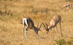 Challenging Male Grant´s Gazelles Stock Photography