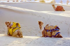 Chameaux dans le désert de Thar, Jaisalmer, Inde Photographie stock Chameaux dans le désert de Thar, Jaisalmer, Inde Photographie stock