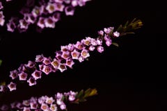 Chamelaucium uncinatum - flowering plant. royalty free stock photography Chamelaucium uncinatum - flowering plant. royalty free stock photography