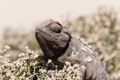 chameleon stock foto chameleon stock foto
