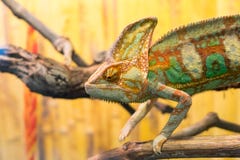 Chameleon on branch chameleon on branch stock image Chameleon on branch chameleon on branch stock image