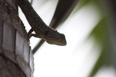 Chameleon skin color to blend with the tree. stock photography Chameleon skin color to blend with the tree. stock photography