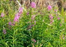 Chamerion angustifolium, Epilobium angustifolium, Onagraceae stock photos Chamerion angustifolium, Epilobium angustifolium, Onagraceae stock photos
