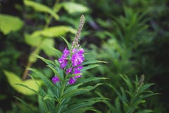 Chamerion Angustifolium or Fireweed, Great Willow-herb, Rosebay Willowherb royalty free stock photos Chamerion Angustifolium or Fireweed, Great Willow-herb, Rosebay Willowherb royalty free stock photos