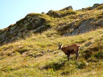 Chamois Royalty Free Stock Images Chamois Royalty Free Stock Images