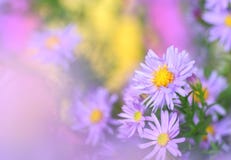 Chamomile Royalty Free Stock Photos Chamomile Royalty Free Stock Photos