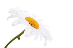 Chamomile Royalty Free Stock Images Chamomile Royalty Free Stock Images