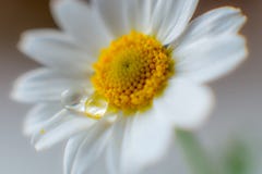 Chamomile στοκ εικόνες με δικαίωμα ελεύθερης χρήσης Chamomile στοκ εικόνες με δικαίωμα ελεύθερης χρήσης