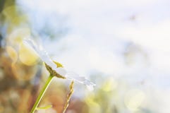 Chamomile flower against a bright blue sky. Beautiful natural background. Copy-space for text royalty free stock photo Chamomile flower against a bright blue sky. Beautiful natural background. Copy-space for text royalty free stock photo