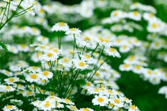 Chamomile flower background. Fresh flowers of chamomiles in garden. Royalty Free Stock Photos Chamomile flower background. Fresh flowers of chamomiles in garden. Royalty Free Stock Photos