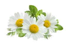 Chamomile Flower Mint Leaves Composition Isolated On White Stock Images Chamomile Flower Mint Leaves Composition Isolated On White Stock Images