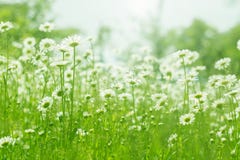 Chamomile flowers field sunlight. Summer daisies. Beautiful scene of nature with blooming medical chamomile.
