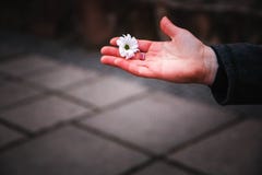 Chamomile in hand. Free space. stock images Chamomile in hand. Free space. stock images