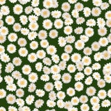 Chamomile seamless pattern. Daisies on green background. stock illustration Chamomile seamless pattern. Daisies on green background. stock illustration