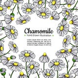 chamomile-vector-drawing-frame-isolated-
