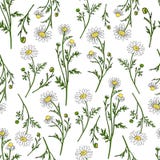 Chamomile wild field flower isolated on white background botanical hand drawn daisy sketch vector doodle illustration Royalty Free Stock Photo Chamomile wild field flower isolated on white background botanical hand drawn daisy sketch vector doodle illustration Royalty Free Stock Photo