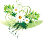 Chamomiles And Ladybird. Bouquet Stock Image Chamomiles And Ladybird. Bouquet Stock Image