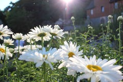 Champ avec les marguerites de floraison images stock Champ avec les marguerites de floraison images stock