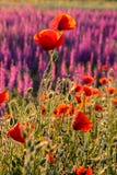 Champ coloré d'été scénique des pavots photos libres de droits Champ coloré d'été scénique des pavots photos libres de droits