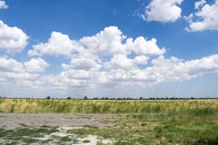 Champ de blé mûr sur un fond de ciel nuageux bleu et de lumière du soleil chaude d'or Paysage de campagne d'été Agriculture image stock Champ de blé mûr sur un fond de ciel nuageux bleu et de lumière du soleil chaude d'or Paysage de campagne d'été Agriculture image stock