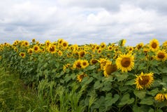 Champ de floraison des tournesols jaunes sous un ciel ensoleillé complètement des nuages photos stock Champ de floraison des tournesols jaunes sous un ciel ensoleillé complètement des nuages photos stock