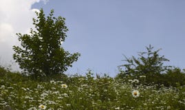 Champ de marguerite contre le ciel bleu avec l'espace vers la droite pour le texte photo stock Champ de marguerite contre le ciel bleu avec l'espace vers la droite pour le texte photo stock