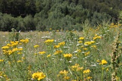Champ des fleurs jaunes sauvages photo stock Champ des fleurs jaunes sauvages photo stock