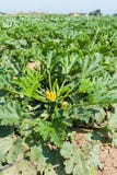 Champ des usines de courgette de courgette avant la récolte photo stock Champ des usines de courgette de courgette avant la récolte photo stock