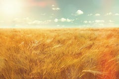 Champ et lumière du soleil d'orge images libres de droits Champ et lumière du soleil d'orge images libres de droits