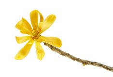 Champaca ` λουλουδιών ` Magnolia Champak - ευώδες κίτρινο λουλούδι που ανθίζει στον κλάδο που απομονώνεται στο άσπρο υπόβαθρο, με Στοκ φωτογραφίες με δικαίωμα ελεύθερης χρήσης Champaca ` λουλουδιών ` Magnolia Champak - ευώδες κίτρινο λουλούδι που ανθίζει στον κλάδο που απομονώνεται στο άσπρο υπόβαθρο, με Στοκ φωτογραφίες με δικαίωμα ελεύθερης χρήσης