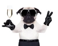 Champagne glass dog
