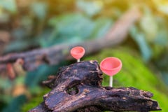 The Champagne mushroom on dead trees in wet forests. Orange mush Stock Images The Champagne mushroom on dead trees in wet forests. Orange mush Stock Images