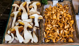 Champignon, chanterelles et boletus frais de Porcino, dans des boîtes à vendre photographie stock Champignon, chanterelles et boletus frais de Porcino, dans des boîtes à vendre photographie stock
