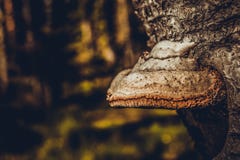 Champignon d'arbre dans la forêt images libres de droits Champignon d'arbre dans la forêt images libres de droits