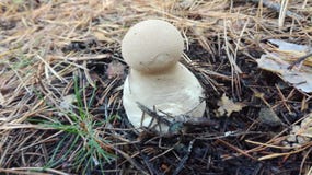 Champignon dans la for?t photos libres de droits Champignon dans la for?t photos libres de droits