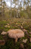 Champignon de couche laineux de milkcap Photographie stock Champignon de couche laineux de milkcap Photographie stock